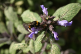 Salvia officinalis RCP5-2015 026 with bee.JPG